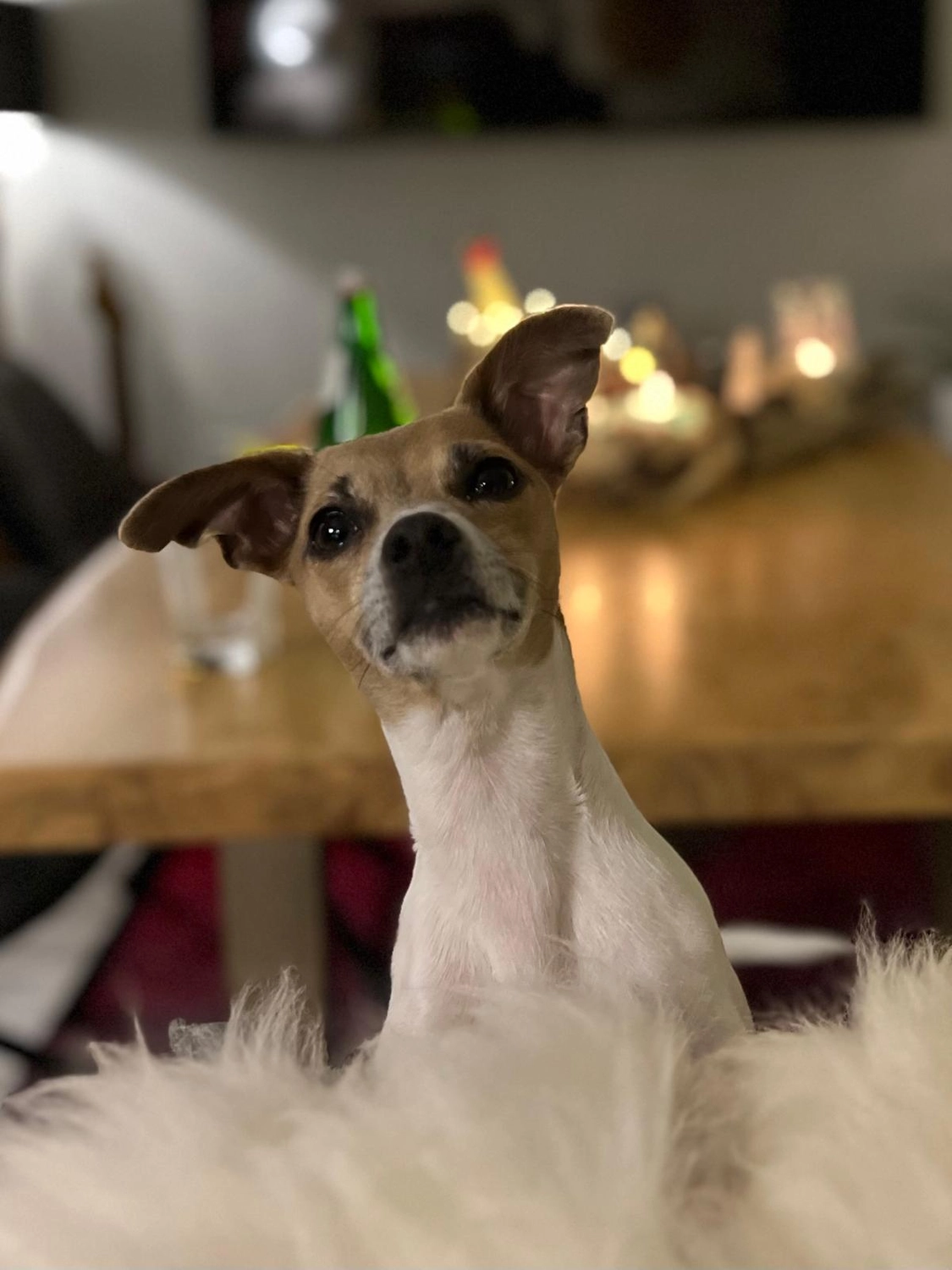 Ferienwohnungen Buchung Preise Verfügbarkeit Unterkunft Belegungsplan Ferienwohnung Herrischried Ferienhaus Schwarzwald Ferienwohnung Schwarzwald Urlaub mit Hund Ferienhaus mit Haustieren Schwarzwald Urlaub Ferienwohnung im Schwarzwald