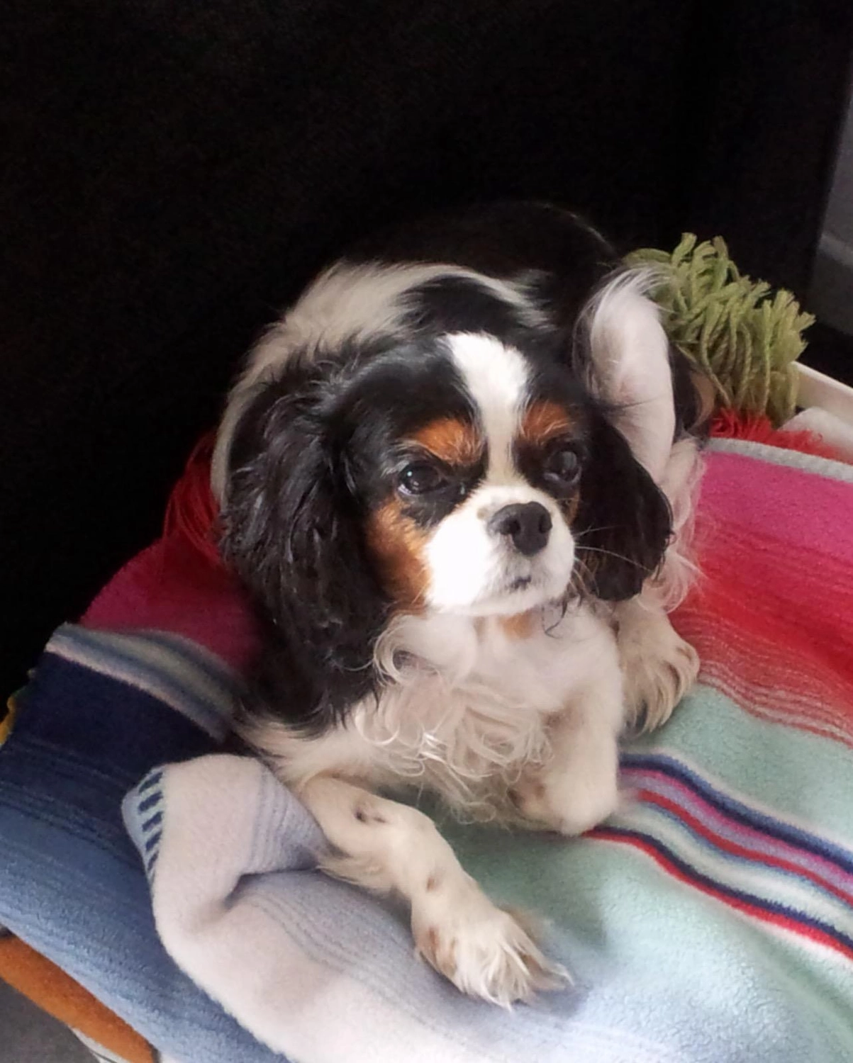 Ferienwohnungen Buchung Preise Verfügbarkeit Unterkunft Belegungsplan Ferienwohnung Herrischried Ferienhaus Schwarzwald Ferienwohnung Schwarzwald Urlaub mit Hund Ferienhaus mit Haustieren Schwarzwald Urlaub Ferienwohnung im Schwarzwald