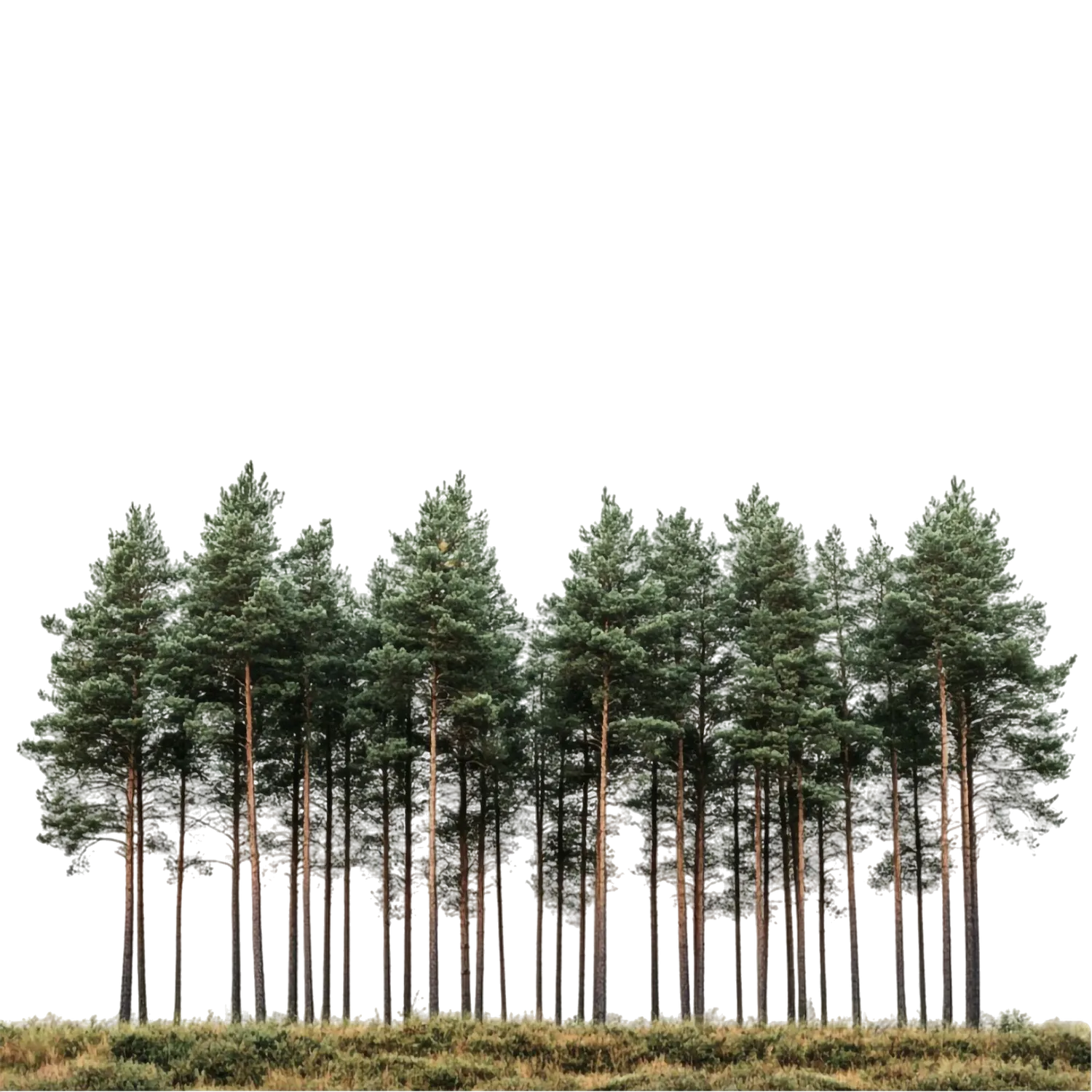 Jules Traum - Vermietung von Ferienwohnungen Das Bild ähnelt Stockfoto-Bildern, die oft als Ausschnitt oder grafisches Element für Designprojekte verwendet werden.